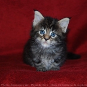 Photo de Maine coon