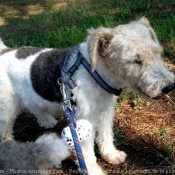 Photo de Fox terrier  poil dur