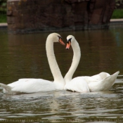 Photo de Cygne