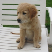 Photo de Golden retriever