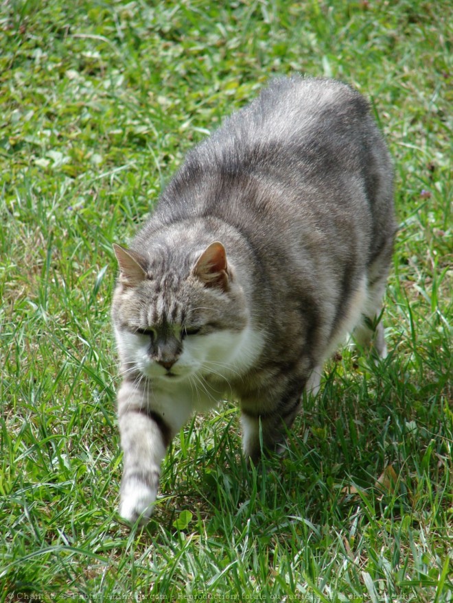 Photo de Chat domestique