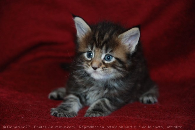 Photo de Maine coon