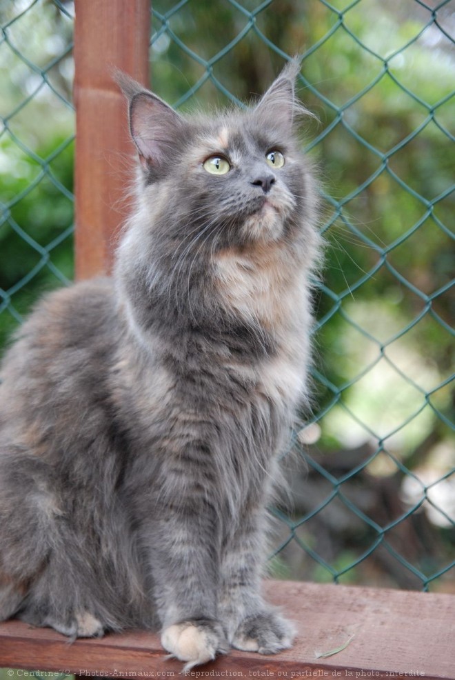 Photo de Maine coon