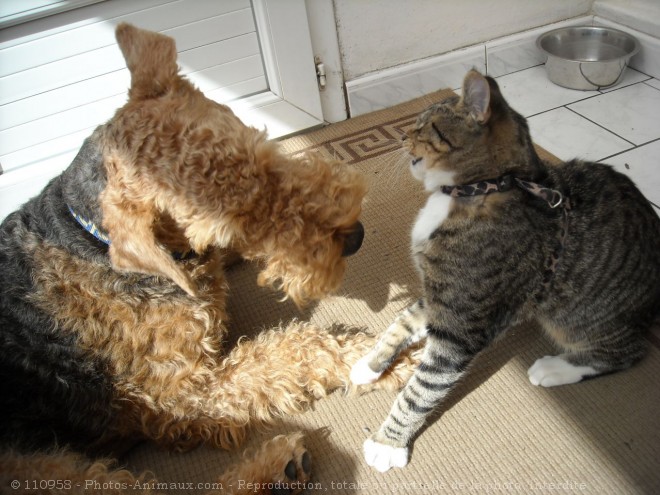 Photo de Races diffrentes