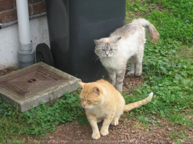 Photo de Chat domestique