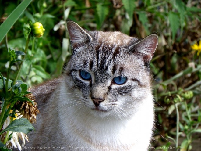 Photo de Chat domestique