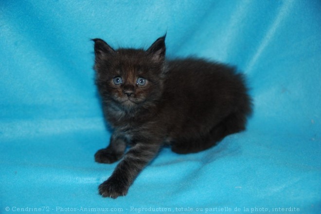 Photo de Maine coon