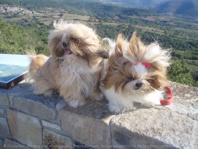 Photo de Shih tzu