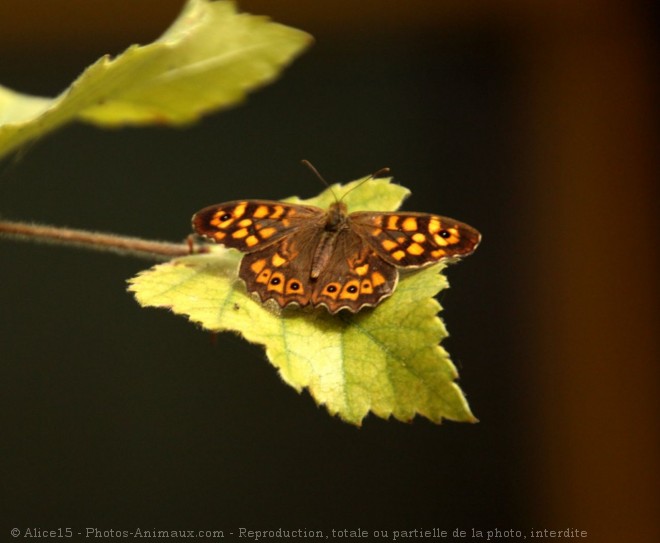 Photo de Papillon