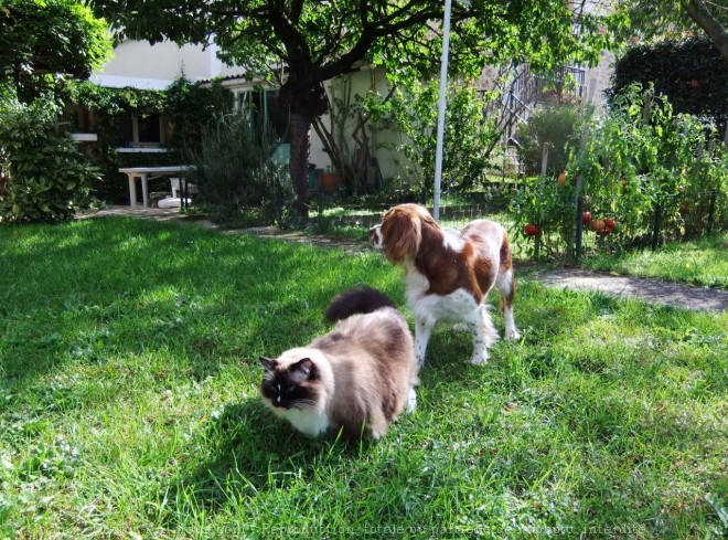 Photo de Cavalier king charles spaniel