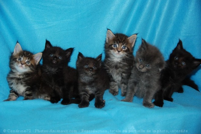 Photo de Maine coon