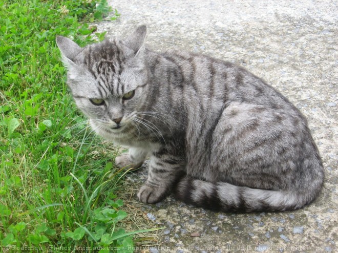 Photo de Chat domestique