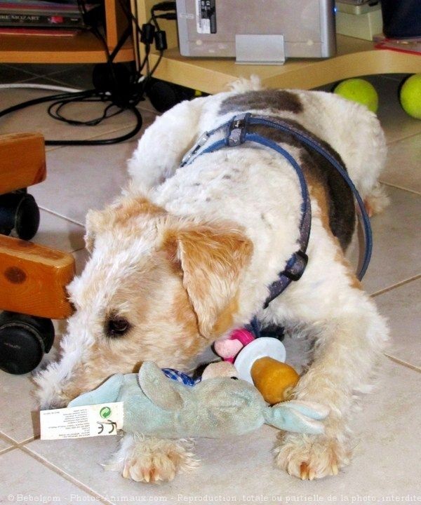 Photo de Fox terrier  poil dur