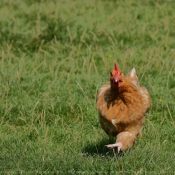 Photo de Poule