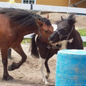 Photo de Races diffrentes