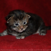 Photo de Maine coon