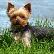 Photo de Yorkshire terrier