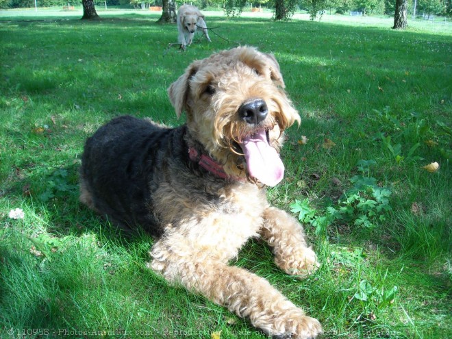 Photo d'Airedale terrier