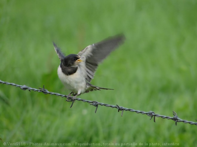 Photo de Hirondelle