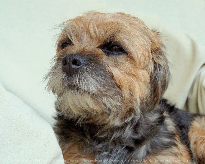 Photo de Border terrier