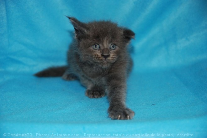 Photo de Maine coon