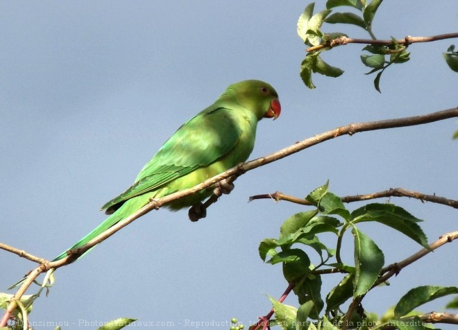 Photo de Perruche  collier