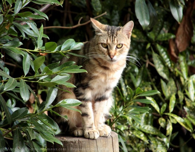 Photo de Chat domestique