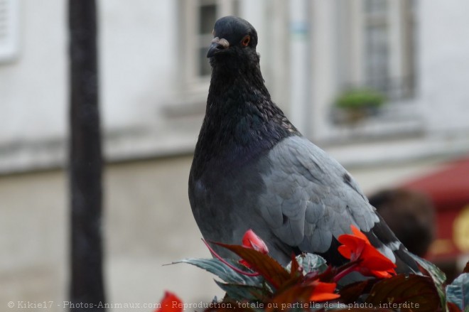 Photo de Pigeon