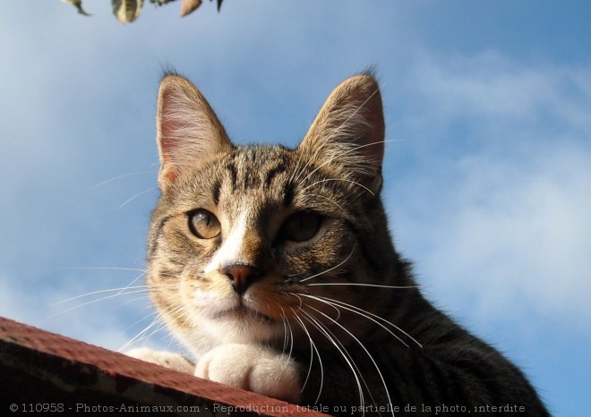 Photo de Chat domestique