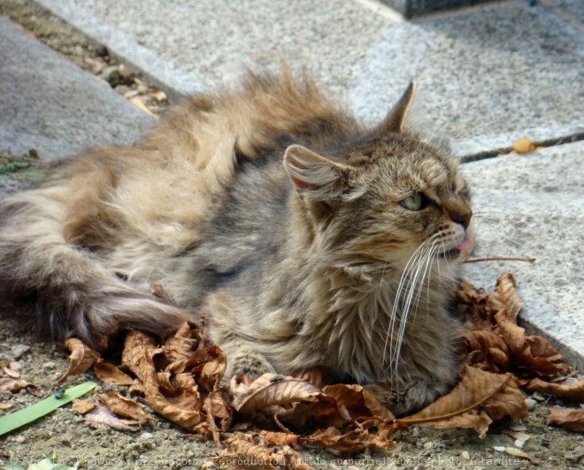 Photo de Chat domestique