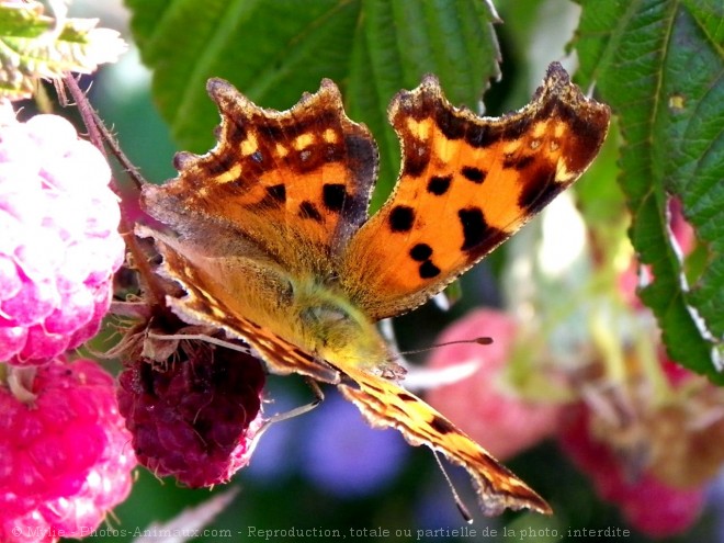 Photo de Papillon