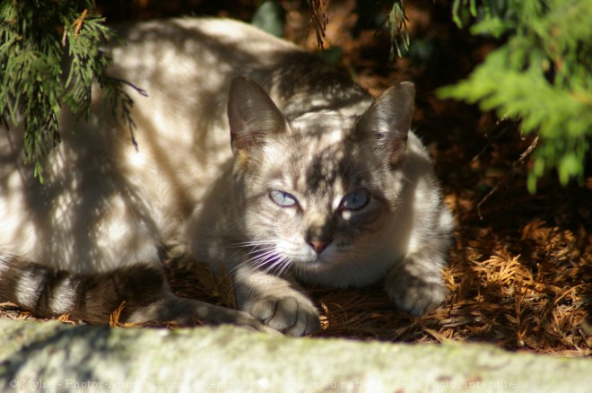 Photo de Chat domestique