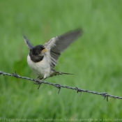 Photo de Hirondelle