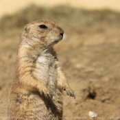 Photo de Chien de prairie