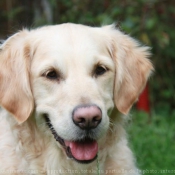 Photo de Golden retriever