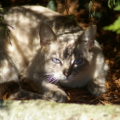 Photo de Chat domestique