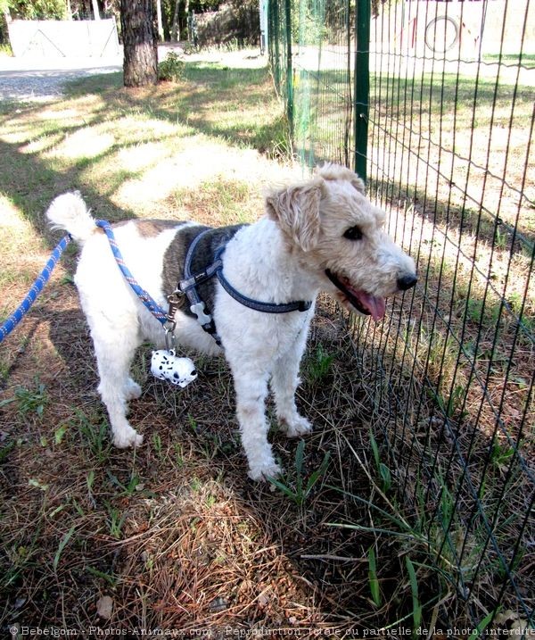 Photo de Fox terrier  poil dur