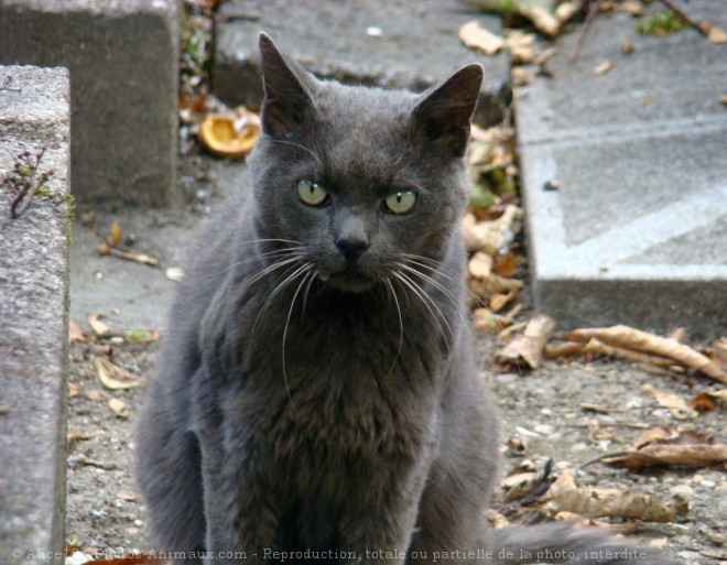 Photo de Chat domestique