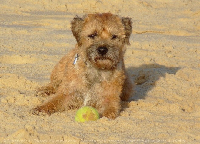 Photo de Border terrier