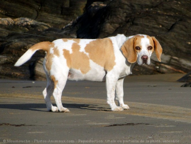 Photo de Beagle