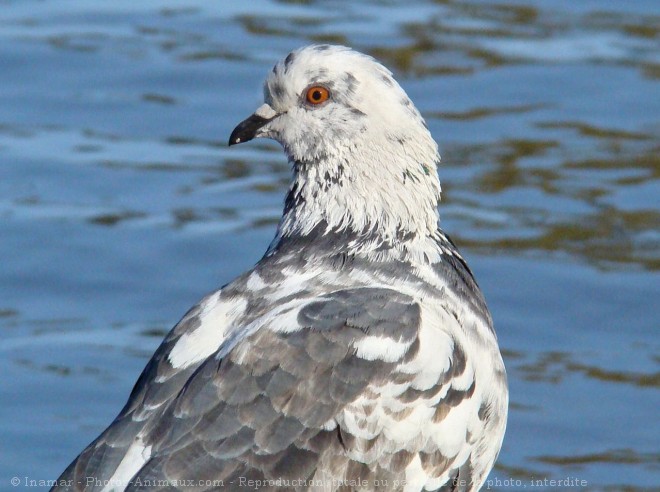 Photo de Pigeon