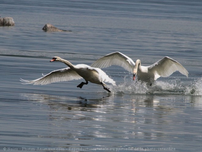 Photo de Cygne