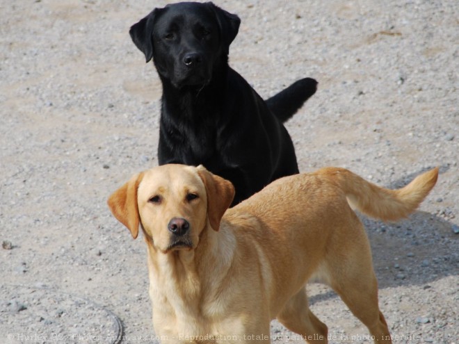 Photo de Labrador retriever