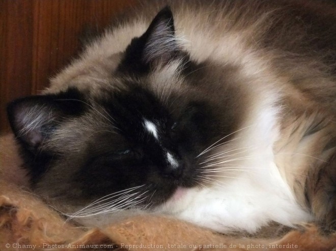 Photo de Ragdoll