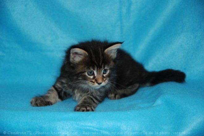 Photo de Maine coon