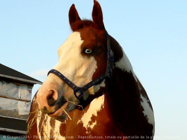 Photo de Paint horse