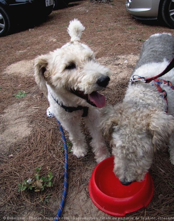 Photo de Fox terrier  poil dur