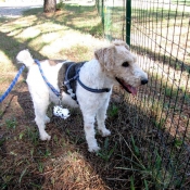 Photo de Fox terrier  poil dur