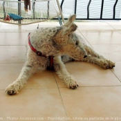 Photo de Fox terrier  poil dur