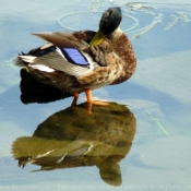 Photo de Canard colvert